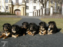 Tibetské dogy  - Nos Miu chovatelská stanice