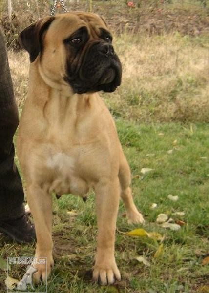 Bullmastiff - Sandstorm bull