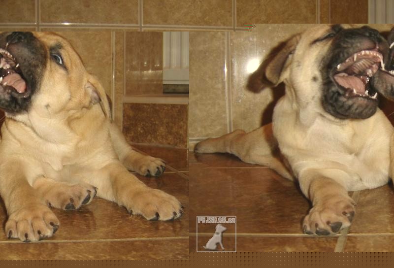 Bullmastiff - Sandstorm bull