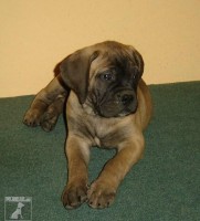 Bullmastiff - Sandstorm bull