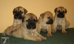 Bullmastiff - Sandstorm bull