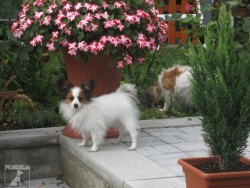 Papillon motýlek