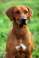 Rhodesian ridgeback Chantal Rose