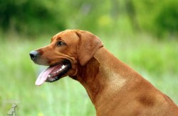 Rhodesian ridgeback Chantal Rose