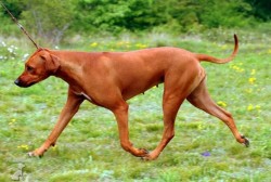 Rhodesian ridgeback Chantal Rose