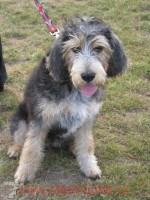 Otterhound