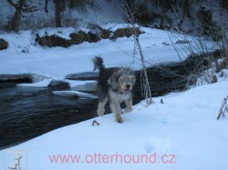 Otterhound