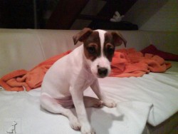 Brundibárek :-*