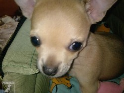 Princezna Lilly