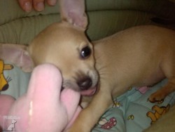 Princezna Lilly