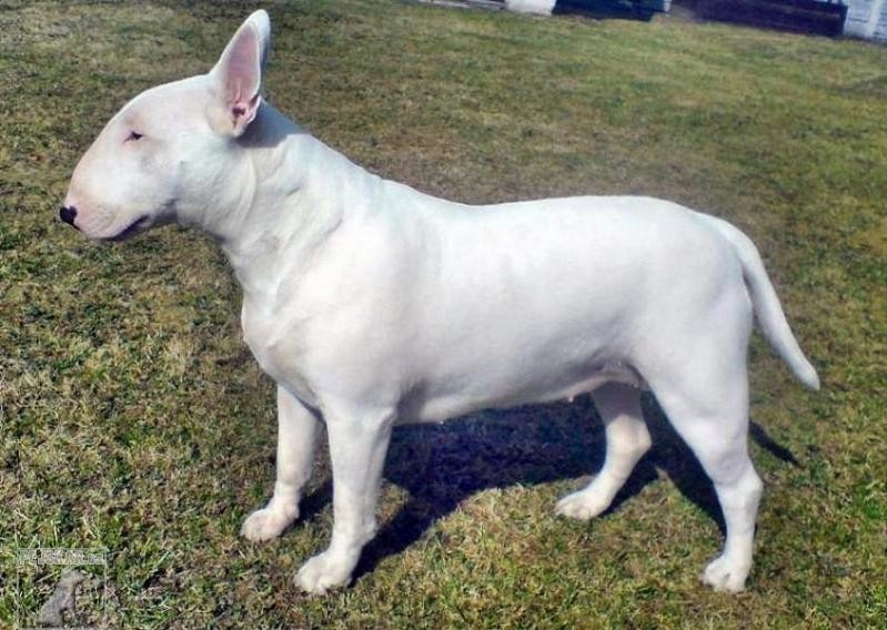 Cindy,Bája a ostatní bulíci