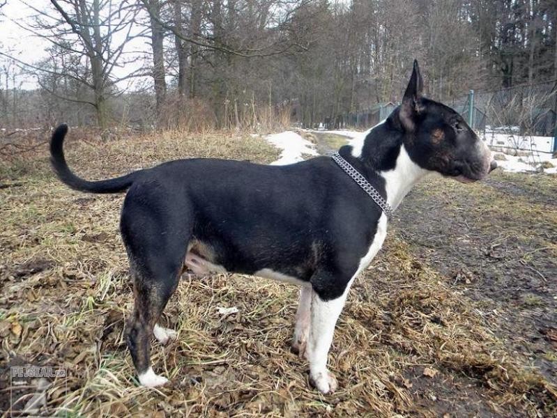 Cindy,Bája a ostatní bulíci