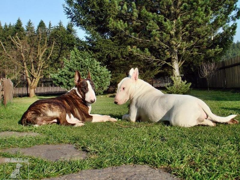 Cindy,Bája a ostatní bulíci