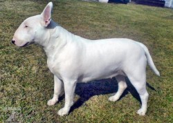 Cindy,Bája a ostatní bulíci