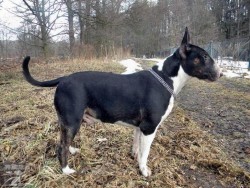 Cindy,Bája a ostatní bulíci