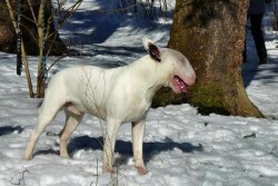 Cindy,Bája a ostatní bulíci
