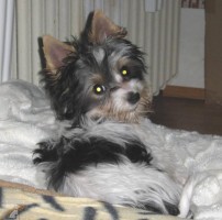 Betynka