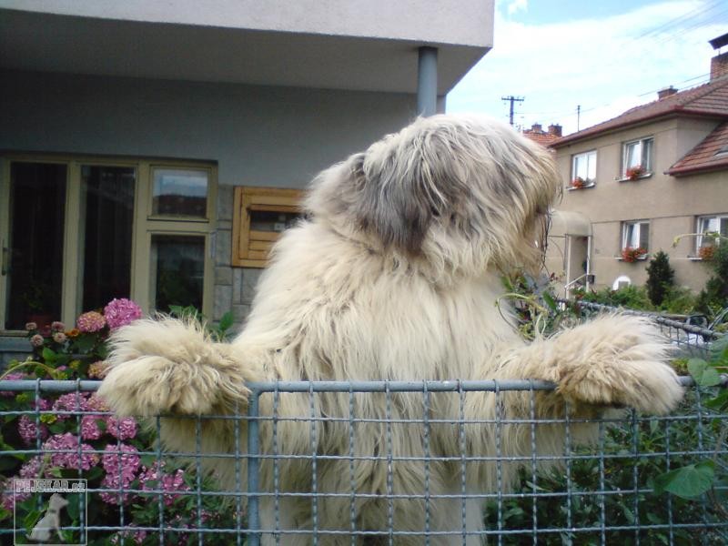 miláček Míša