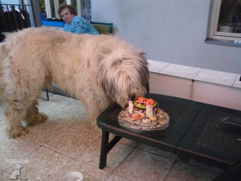 miláček Míša