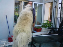 miláček Míša