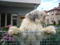 miláček Míša