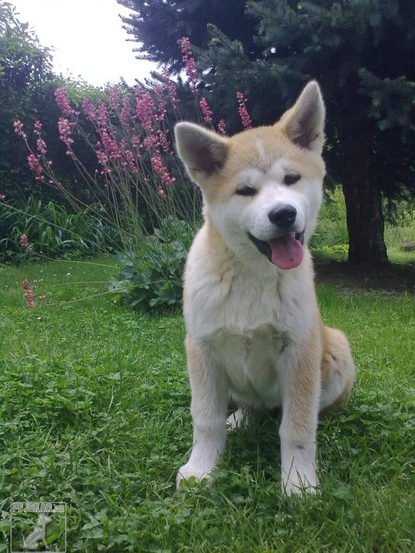 Akita Inu 