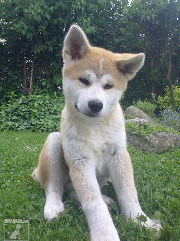 Akita Inu 