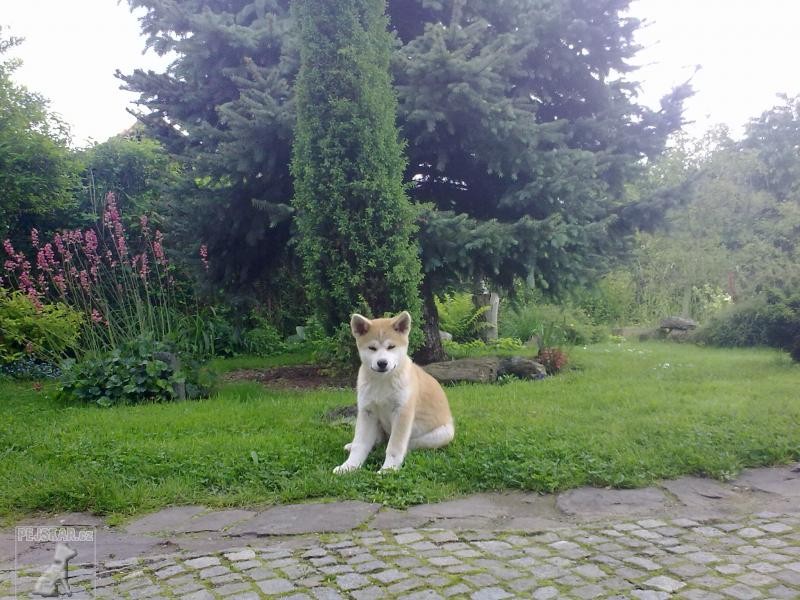 Akita Inu 