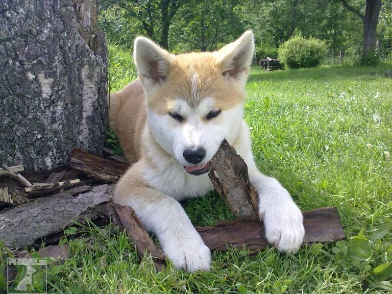 Akita Inu 