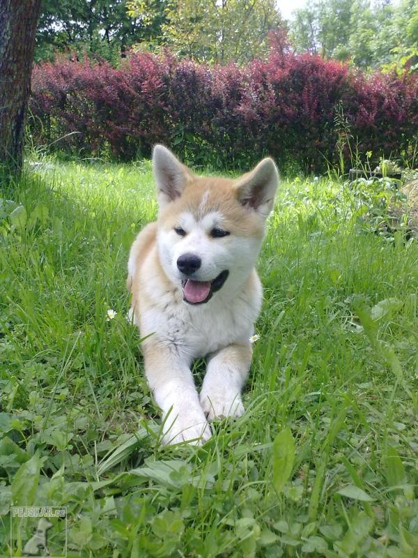 Akita Inu 