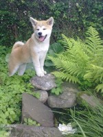 Akita Inu 