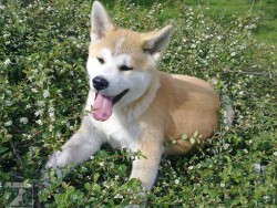 Akita Inu 