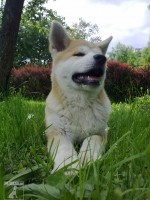 Akita Inu 