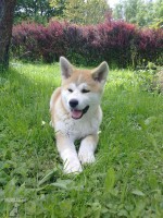 Akita Inu 