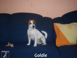 Cecilka (Majla) a Goldie z Atarova dvora