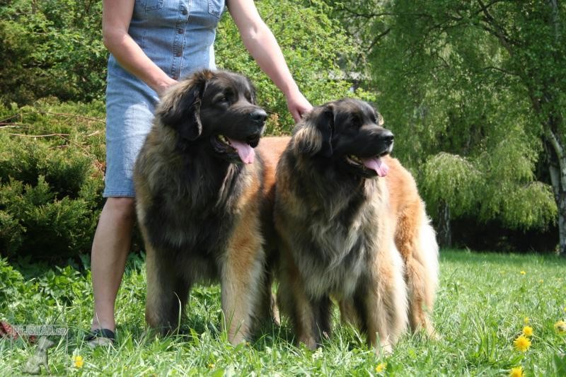  leonberger Ensson Bohemia