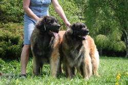  leonberger Ensson Bohemia