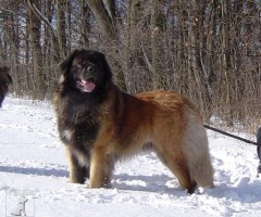  leonberger Ensson Bohemia