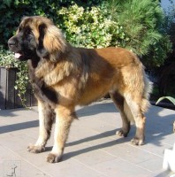  leonberger Ensson Bohemia