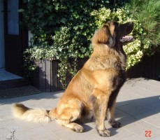  leonberger Ensson Bohemia