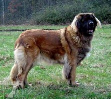  leonberger Ensson Bohemia