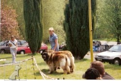  leonberger Ensson Bohemia