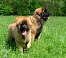  leonberger Ensson Bohemia