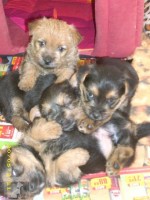 Terry-Westie-vrh C-Casper,Clariss,Crispin,Camila.