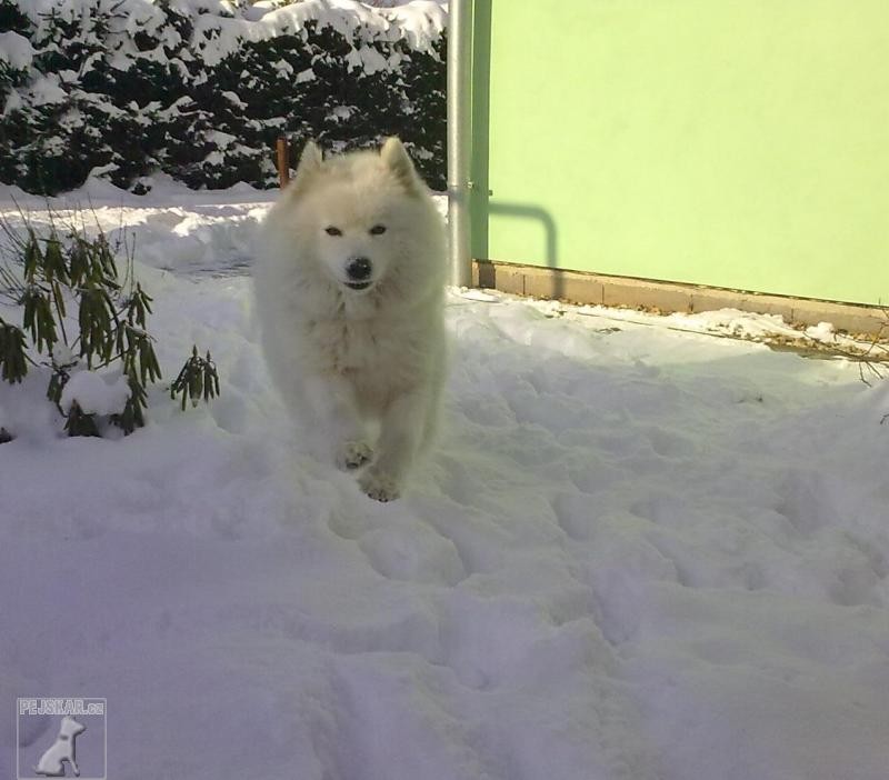 samojed