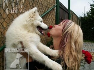 samojed