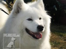 samojed