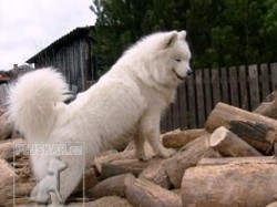 samojed