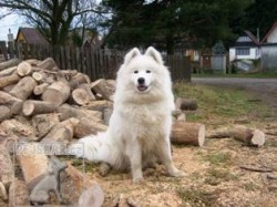 samojed