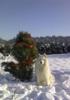 samojed